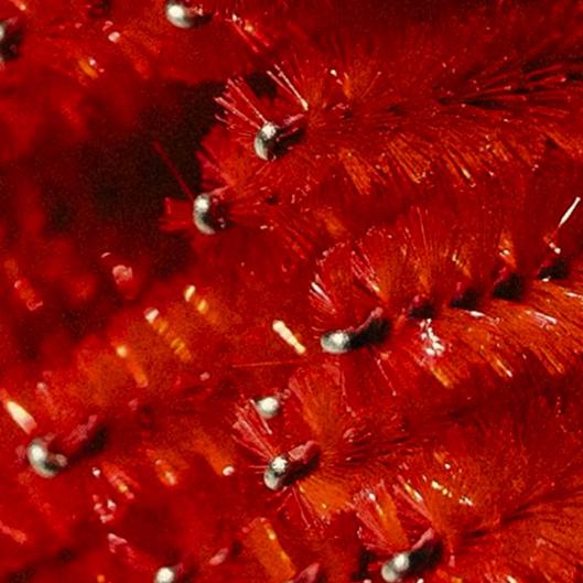 Flock Facial Membership